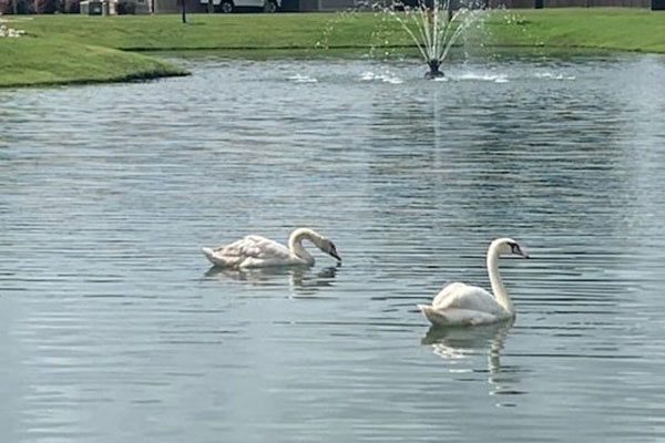 Swans at one of the property lakes